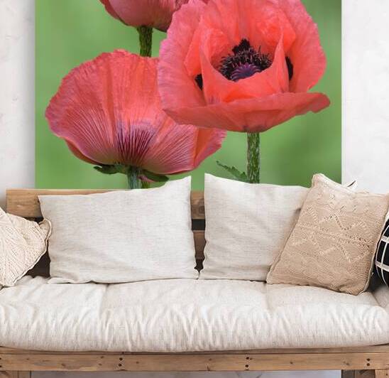 Pink Oriental Poppy Triple Square by Gill Billington