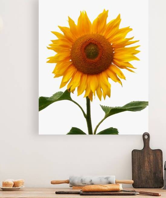 Sunflower On White by Gill Billington