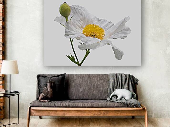 White Matilija Poppy On White by Gill Billington