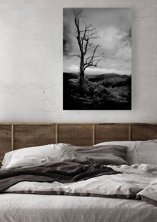 Blue Ridge  Tree Still Standing Tall by Norma Brandsberg Photography