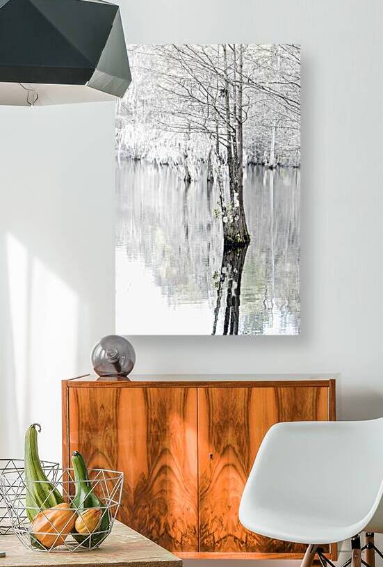 The Bald Cypress Colors of Winter by Norma Brandsberg Photography