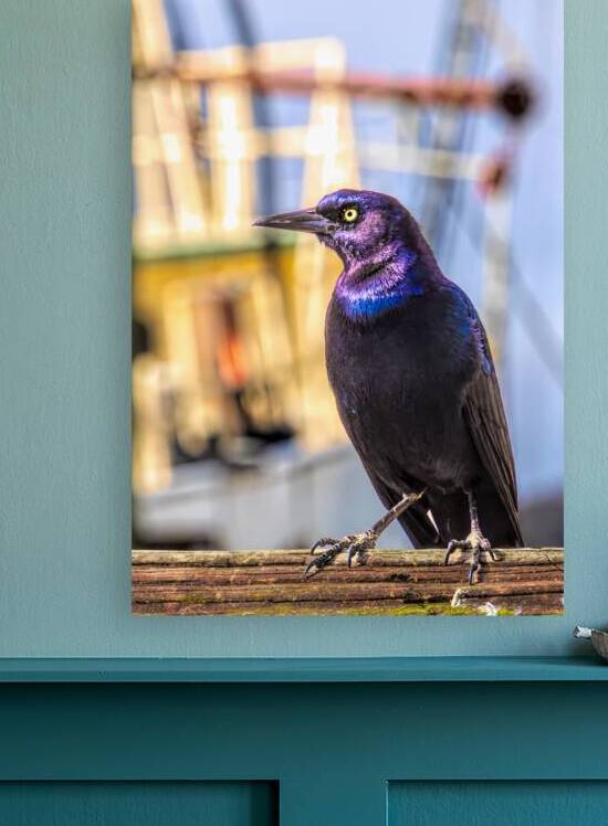 Darien Georgia Crackle  by Norma Brandsberg Photography