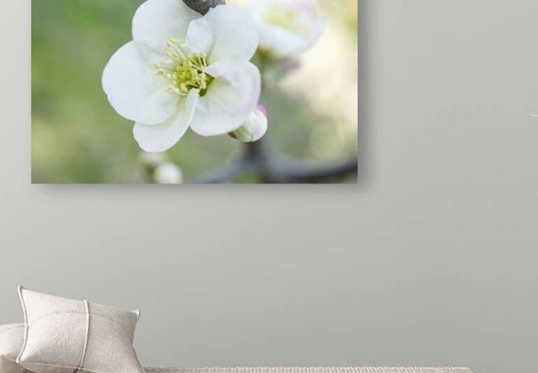 White Quince Flower 03162024 by Iris H Richardson