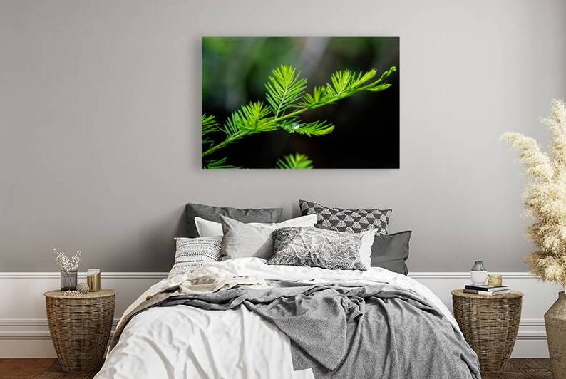 Delicate Cypress by B Zolle