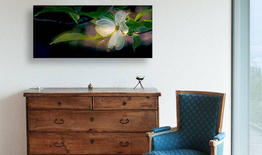 Dogwood Perfection by Norma Brandsberg Photography