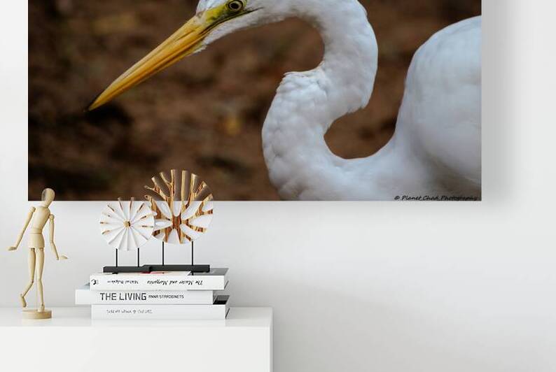 Great Egret - Portrait by Chad Meyer
