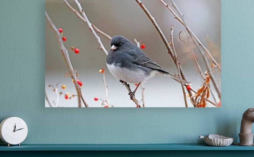 Winter Dark Eyed Junco by Deb Oppermann