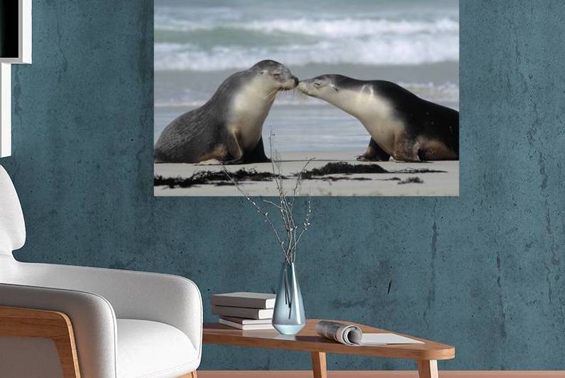 2 AUSTRALIAN SEA LIONS ON THE SHORE 193902 by Panoramic Images