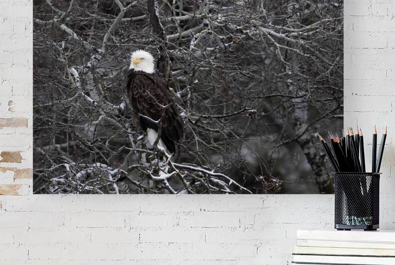 DESPERADO - The Eagle by Kevin Smith
