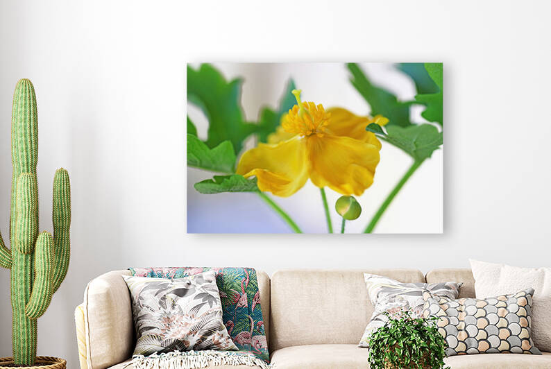 Native Wood Poppy by Deb Oppermann