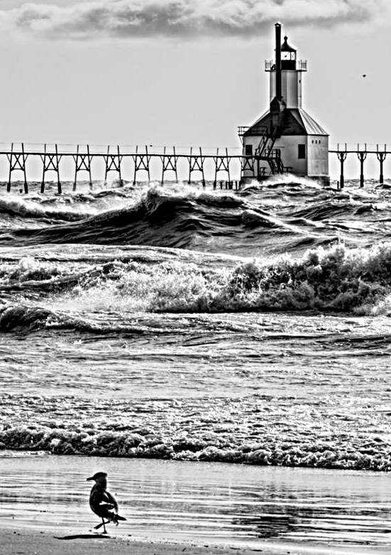Birds And Waves At St Joseph Lighthouse Grayscale by Jennifer White