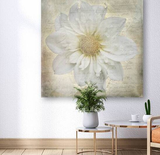 French Script White Dahlia by Susan Paradise Burke