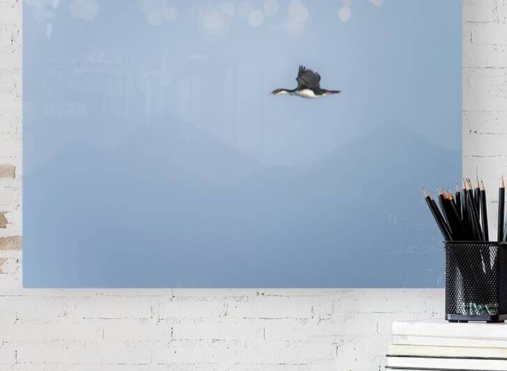 Imperial Shag or Cormorant flying by Cape Horn in Chile by Steve Heap