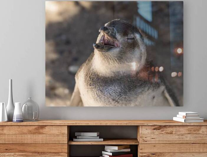 Single magellanic penguin chick showing papillae in mouth by Steve Heap