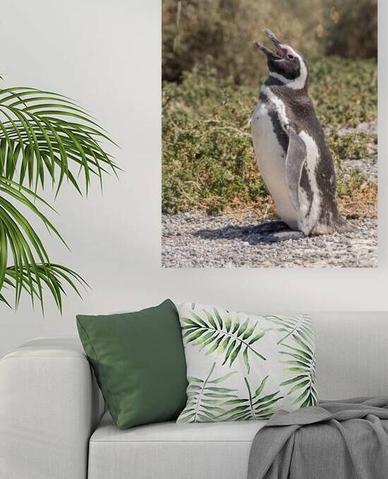 Single magellanic penguin making a call in Punta Tombo by Steve Heap