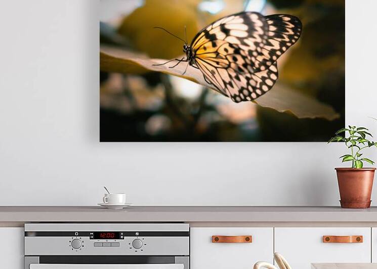 Butterfly in Forest Light by Jason Fink