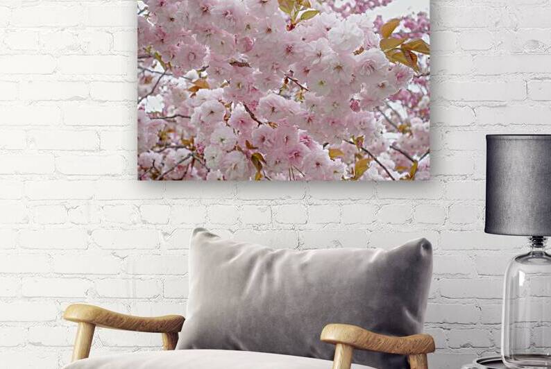 Beautiful pink cherry blossoms in full bloom a symbol of spring and new beginnings. by IB Photography