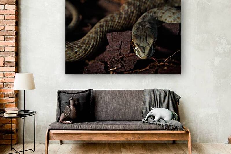 Malpolon Monspessulanus by Angelo DeVal