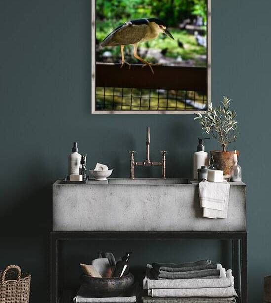 Flight of Discovery: Birdwatching Adventures in Homosassa by Dream World Images