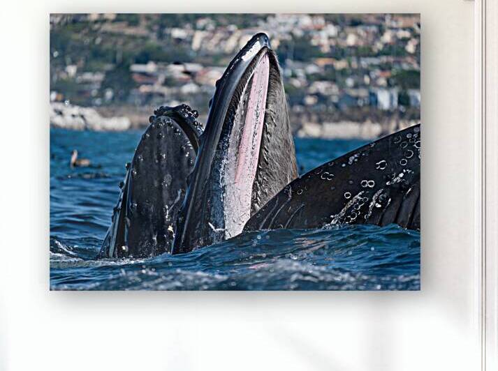 Humpback Whales with Mouth Wide Open in Pismo Beach by dronesey