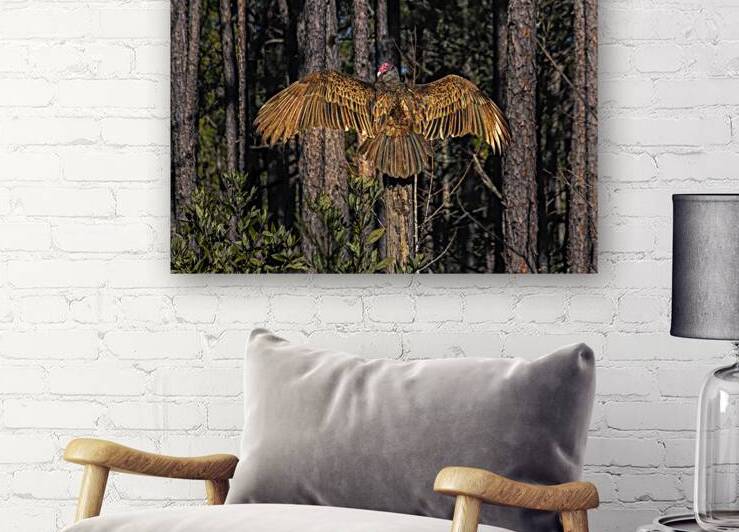 Vulture Spreading My Wings Strut by Norma Brandsberg Photography