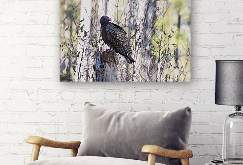 South Carolina Vulture on Tree Stump by Norma Brandsberg Photography