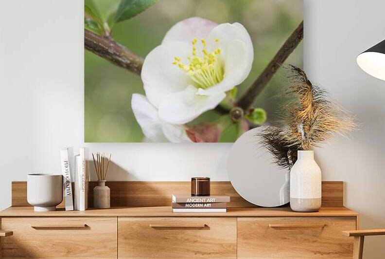 White and Pink Quince With Branch by Iris H Richardson