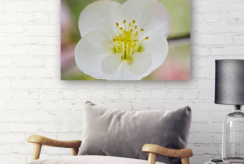 White Quince Blossom Pastel Macro by Iris H Richardson