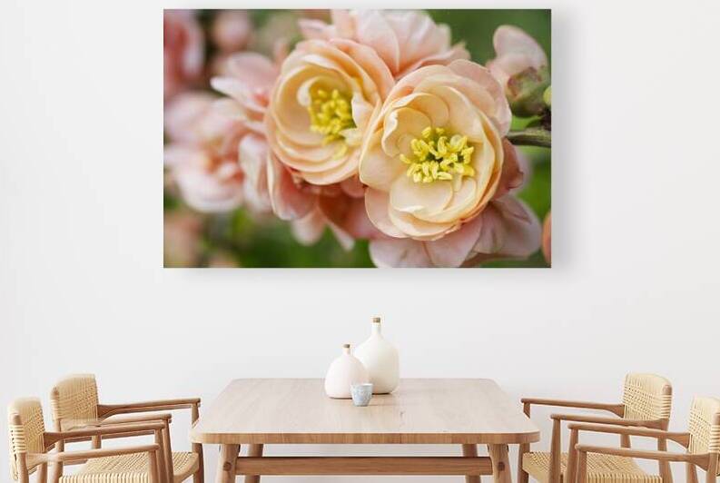 Peach Quince Blossoms by Iris H Richardson