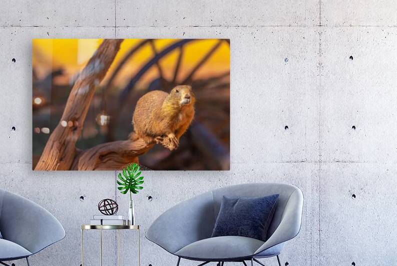 Prairie Dog Hangin Out by C R Fine Arts by Branded Exposure LLC