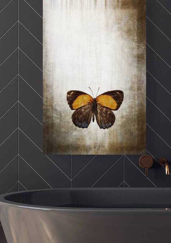 butterfly on grunge background by Gualtiero Boffi
