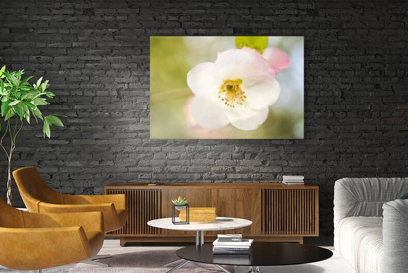 White Pink Quince Floral Macro V by Iris H Richardson