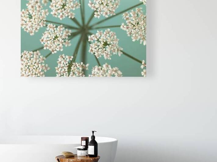 Delicate Blooms by Assaf Frank