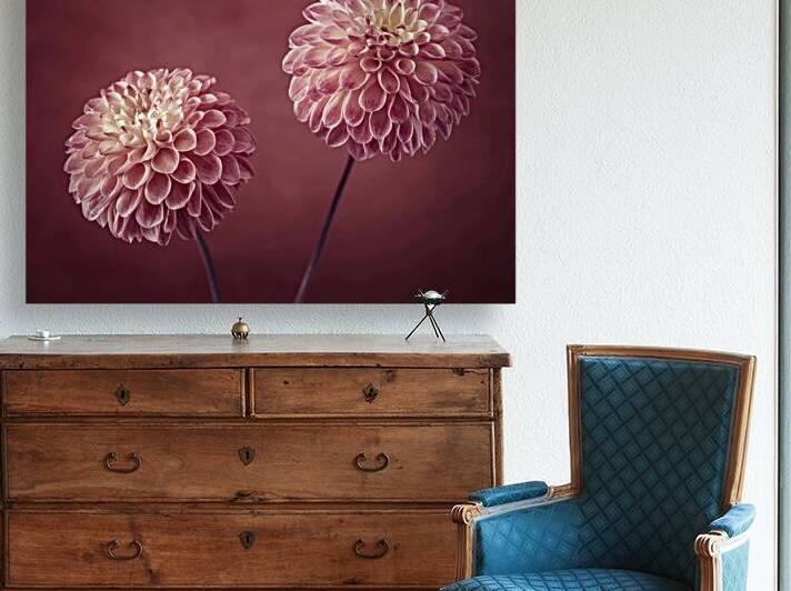 Dahlia flowers by Assaf Frank