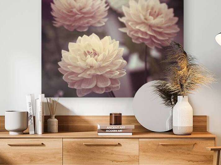 Dahlia Flowers by Assaf Frank