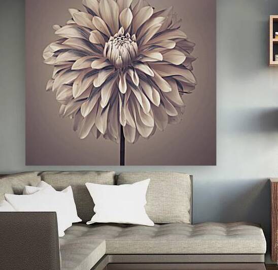 Dahlia Flower by Assaf Frank