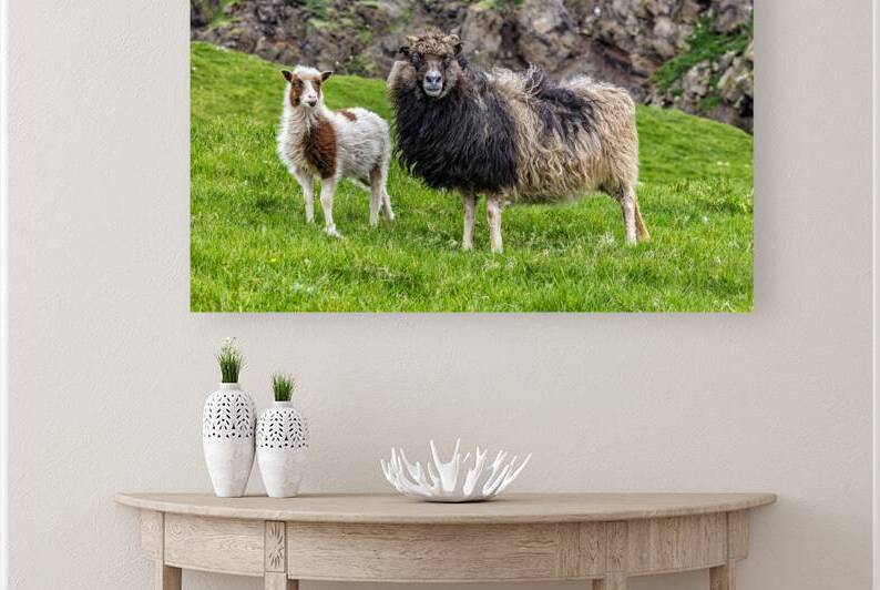 sheep in mykines by Gualtiero Boffi