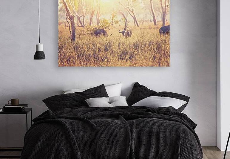 malawi buffalo background by Gualtiero Boffi