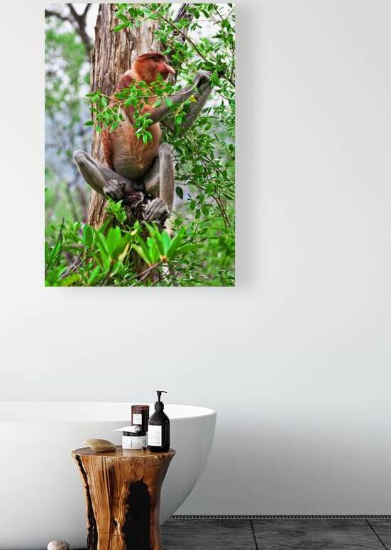 proboscis monkey in malaysia by Gualtiero Boffi