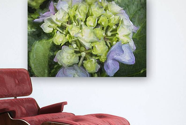 Hydrangea Macrophylla Blue Hydrangea X 1 by Rich Franco