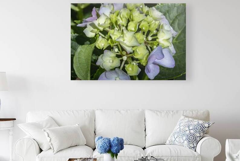 Hydrangea Macrophylla Blue Hydrangea X 2 by Rich Franco
