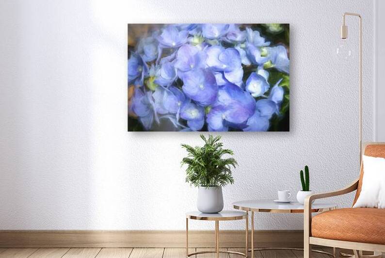 Hydrangea Macrophylla Blue Hydrangea X 3 by Rich Franco