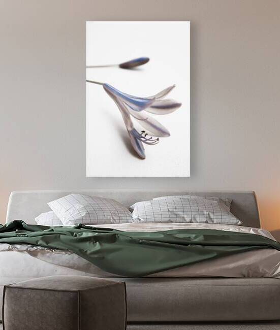 Blue Bell Agapanthus flower  by Jorgo