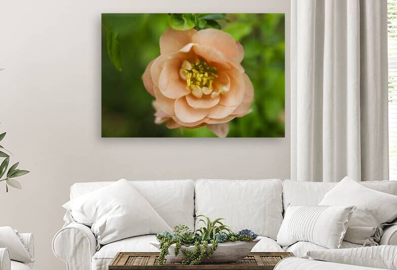  Peach Quince with  Leaves Flower Macro by Iris H Richardson