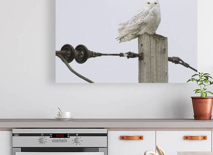 rjg14 qc dorval snowy owl  gigapixel low res scal by Robert Galbraith Photography