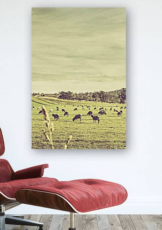 Sheep grazing in rustic Richmond by Jorgo