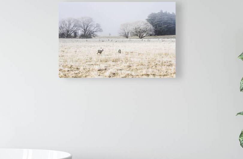 Fingal winter farmyard by Jorgo