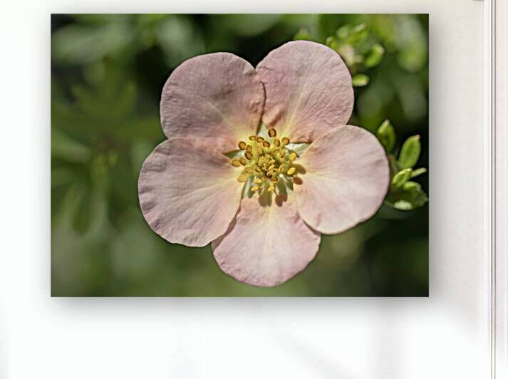 The Wild One by Suzanne Bonin