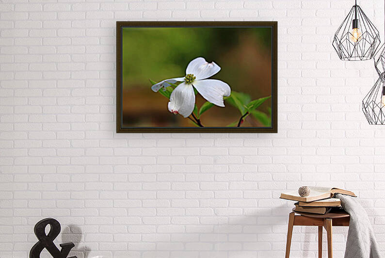 Single White Dogwood Blossom by Deb Oppermann