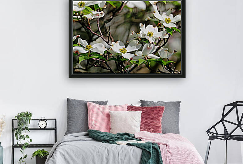 White Flowering Dogwood by Deb Oppermann